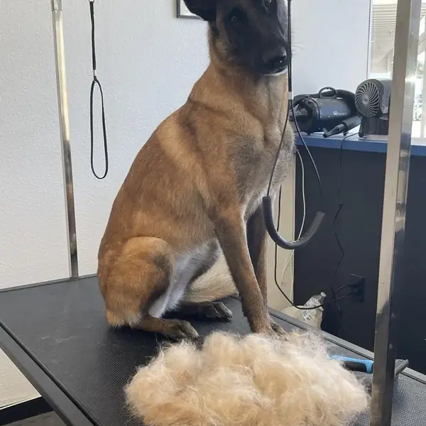 Dog grooming at K9 Rox Club Las Vegas